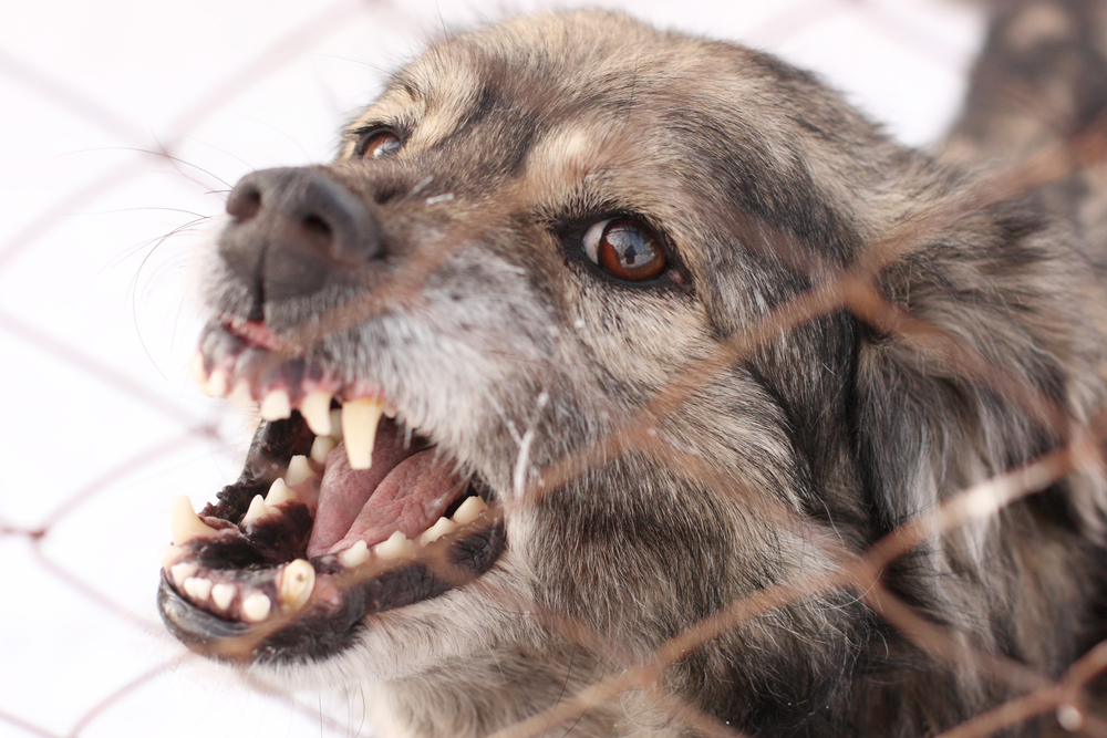 Why Dogs Bite and What to Do If You’re Bitten